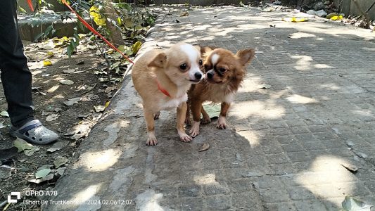 Chihuahua Pups Available In Delhi For Sale