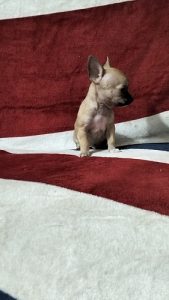 Chihuahua Pups Available Here Trust Kennel