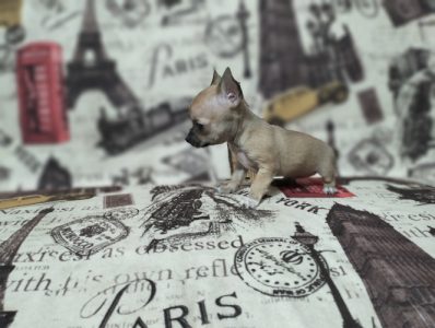 Chihuahua Pups Zero Size Available Here Trust Kennel