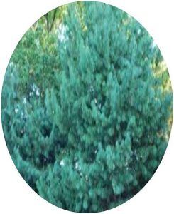 Chilgoza Pine Seeds