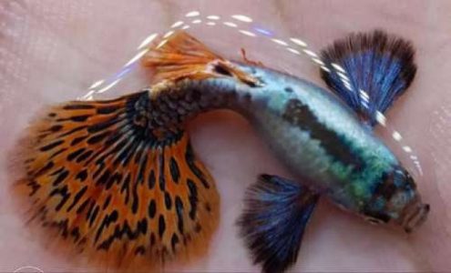 chilly mossaic dumbo ear guppy