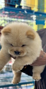 Chow chow