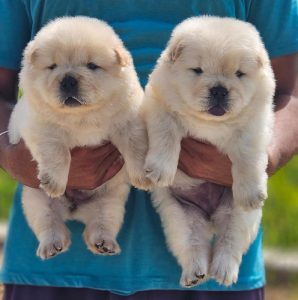 Chow Chow