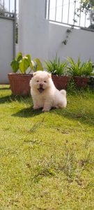 Chow Chow