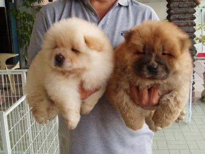 Chow Chow