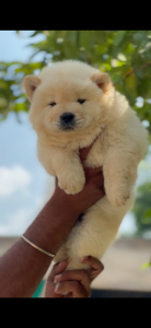 Chow Chow Male Puppy