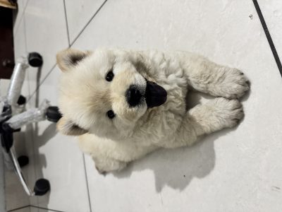 Chow Chow Male Puppy