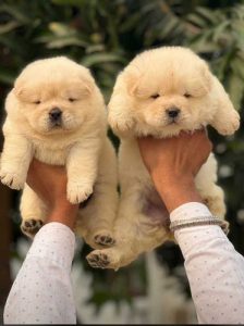 Chow Chow puppies available