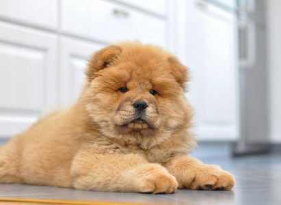 Chow chow Puppies in India for sale..7300930479