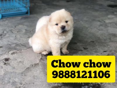 Chow chow puppy buy near me punjab bhogpur jalandhar tanda begowal bholath kartarpur kapurthala