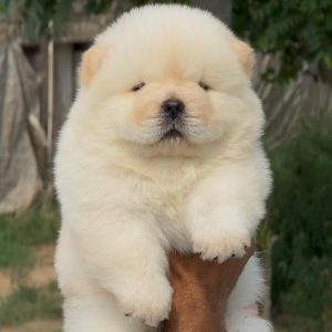 Chow Chow Puppy in Chandigarh | Jalandhar | Delhi NCR