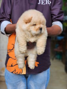 ChowChow Pups Available For Sale Delhi