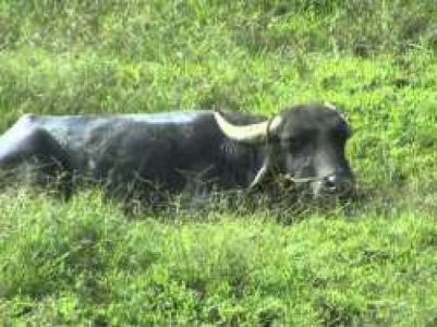 Churuli eruma and kutty