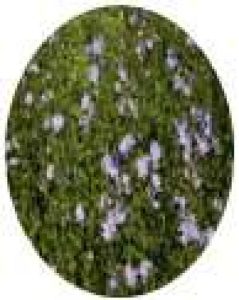 Cichorium intybus-Cichory seeds