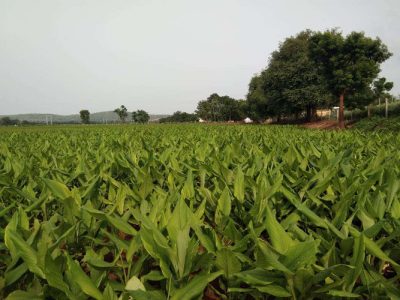 CIM Pitamber turmeric rhizome wonder  seed 