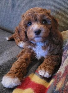 Cockapoo Puppies