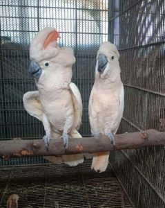 cockatoo Parrots  for sale whats-app 00237699461444