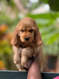 Cocker Spaniel