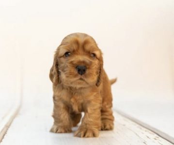 Cocker spaniel for sale