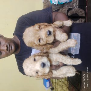 Cocker spaniel puppies available in Chennai