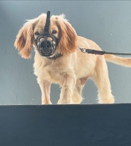 Cocker Spaniel Puppy For sale