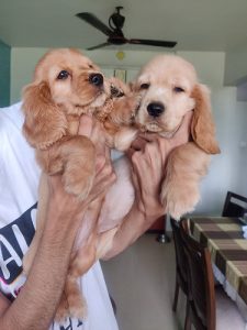 Cockers spanial pure breed