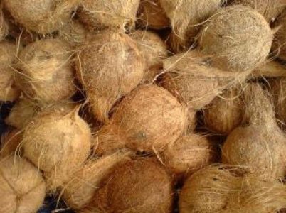 Coconut for Sale