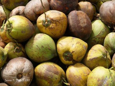 Coconut for Sale