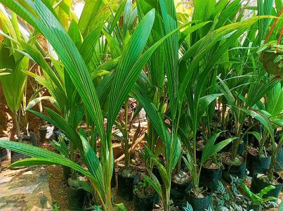 Coconut Seedlings for sale