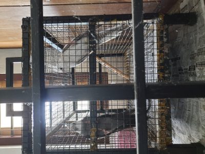 Coketail Bird (Pair)