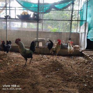 നാടൻ കോഴി