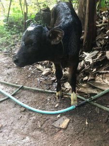 Cow and Calf for sale