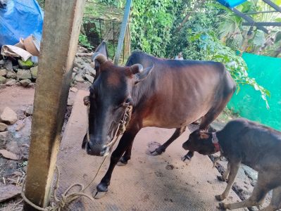 Cow and calf for sale