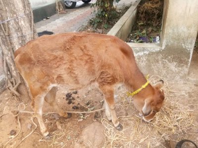 Cow with calf of vechoor species for sale