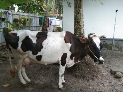 COW FOR SALE