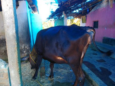Cow for sale