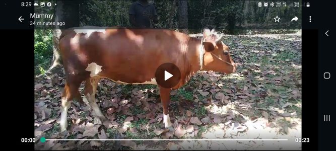 Cow (പശുക്കൾ and കിടവ് )