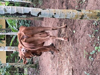 ജഴ്സയ പശുവിനെയും കുഞ്ഞിനേയും കൊടുക്കാനുണ്ട്. രണ്ടാമത്തെ പ്രസവം