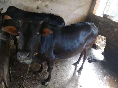 ???????? ??????  ??? 