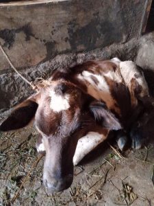 6 മാസം പ്രായമുള്ള കിടാരി വിൽപ്പനക്ക്