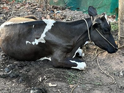Cow with new baby cow