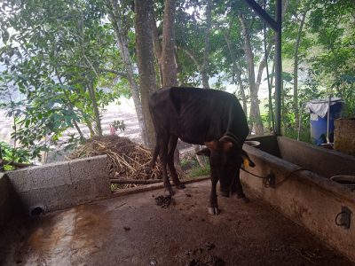 കുത്തി വെപ്പിക്കാൻ ആയ രണ്ടു പശുക്കൾ