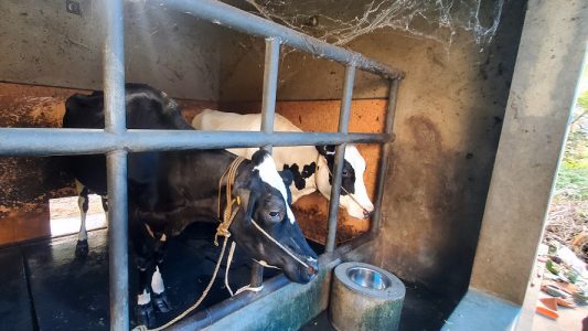 2 മൊഴ എടാകറവ പശുകൾ