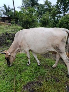 Cow sindhi