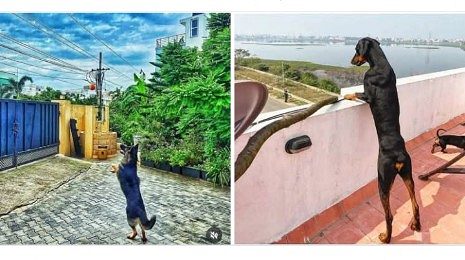 Cross breed Doberman shepherd