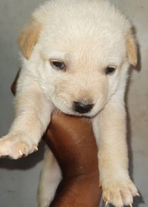 Cross breed puppy available  4 sale