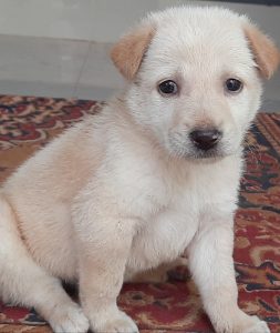 Cross breed puppy available  4 sale
