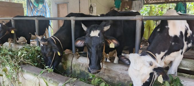 Cross breeds... With good quality milk production