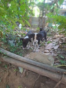 Crossbreed Puppies Need Home!