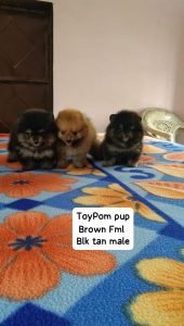 Culture Pom Puppies For Sale TrustKennel